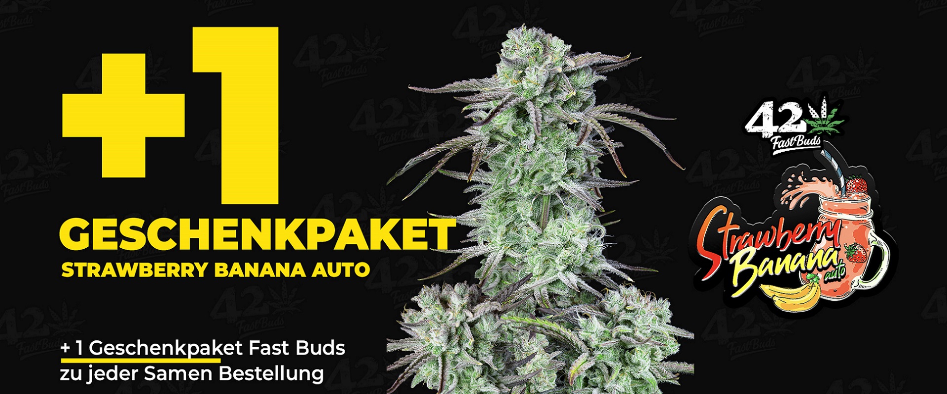 fast_buds_banner_seeds