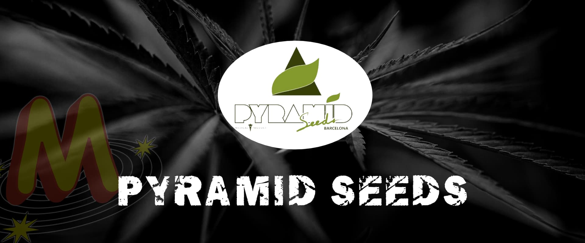 pyramid_seeds_banner_seeds