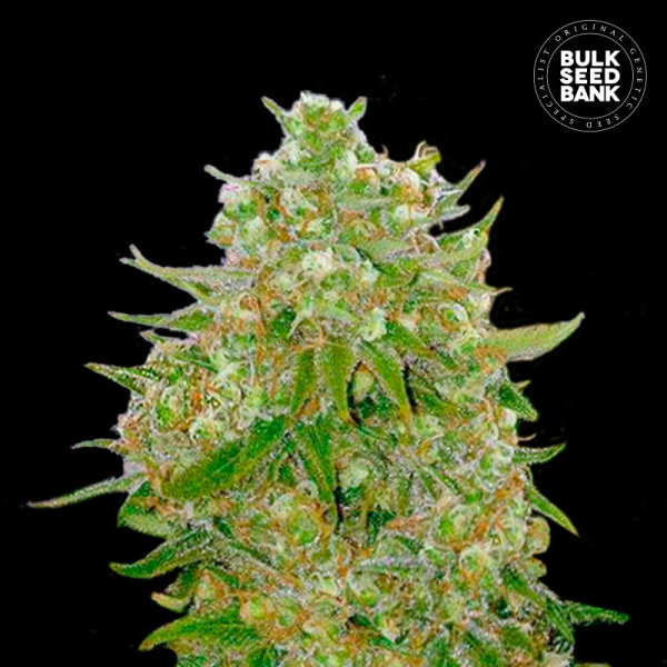 Bulkseedbank MASTER KUSH GRAND female 10er