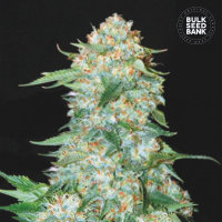 Bulkseedbank OG KUSH female 10er