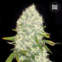 Bulkseedbank WHITE WIDOW female 10er