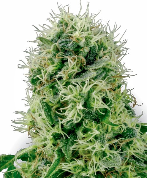 White Label Seeds Pure Power Plant female 3er