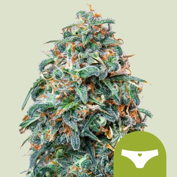 Royal Queen Seeds Sherbet Queen Automatic