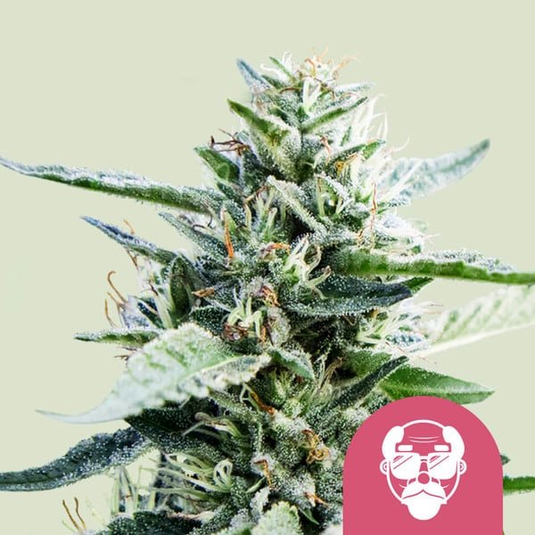 Royal Queen Seeds Granddaddy Purple