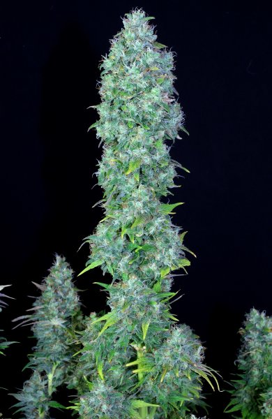 Serious Seeds Serious Happiness female 6er