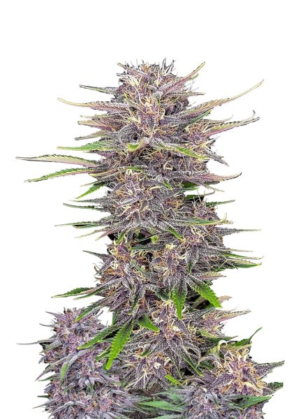 Fast Buds Banana Purple Punch autofem 5er