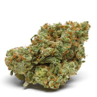 Growers Choice The Real Amnesia