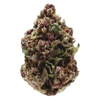 Growers Choice Pink Magic Fast Version