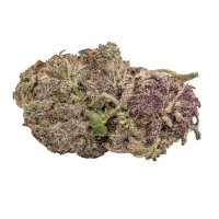 Growers Choice Ultra Violet GMO