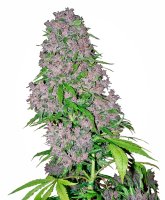 White Label Seeds Purple Bud female 5er