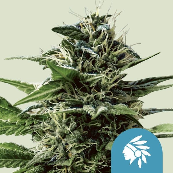 Royal Queen Seeds Tatanka Pure CBD