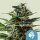 Royal Queen Seeds Tatanka Pure CBD