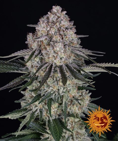 Barneys Farm Sour Diesel autofem 3er