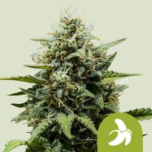 Royal Queen Seeds Fat Banana autofem 5er