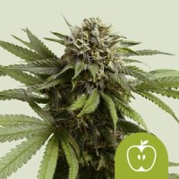 Royal Queen Seeds Apple Fritter Automatic