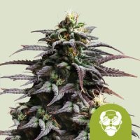 Royal Queen Seeds Granddaddy Purple Automatic