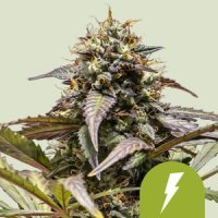 Royal Queen Seeds North Thunderfuck Automatic