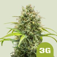 Royal Queen Seeds Triple G Automatic