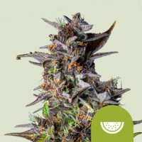 Royal Queen Seeds Watermelon Automatic
