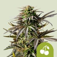 Royal Queen Seeds Cherry Pie Automatic