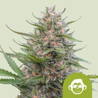 Royal Queen Seeds Grape Ape Automatic