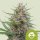 Royal Queen Seeds Grape Ape Automatic