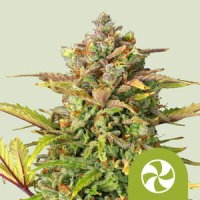 Royal Queen Seeds Sweet ZZ Automatic