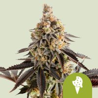 Royal Queen Seeds Cookies Gelato autofem 5er