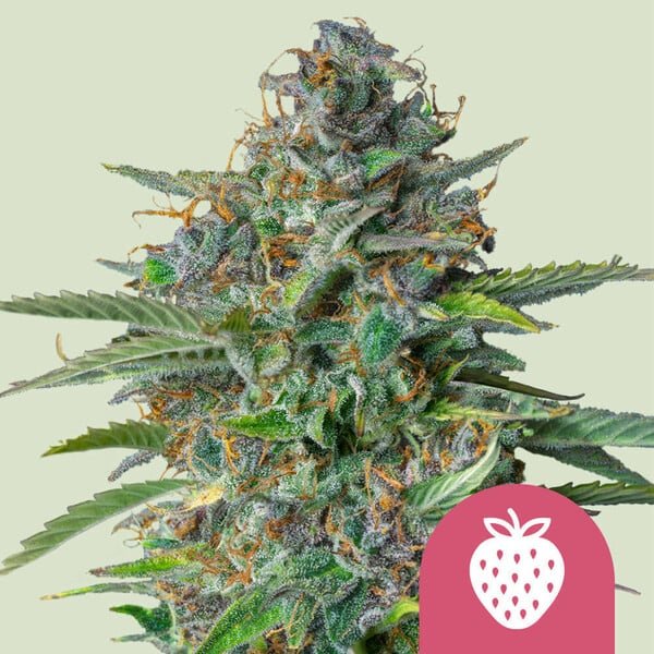 Royal Queen Seeds Strawberry Cough