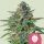 Royal Queen Seeds Strawberry Cough