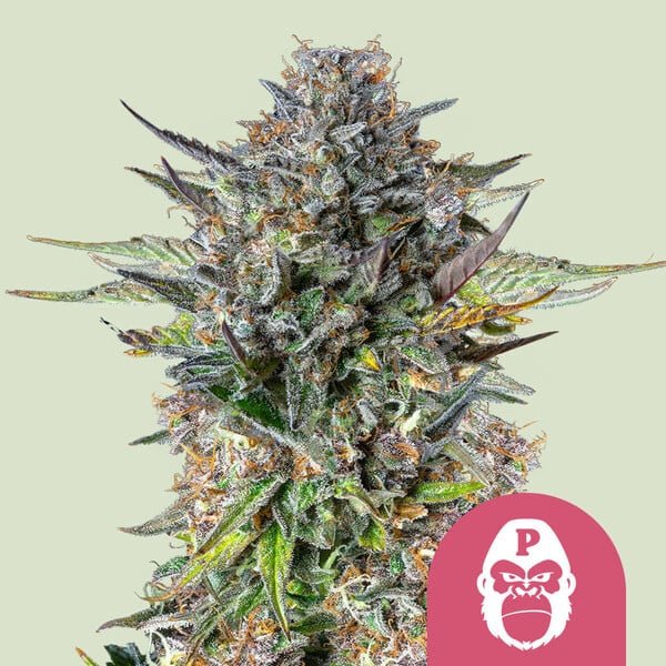 Royal Queen Seeds Pink Gorilla