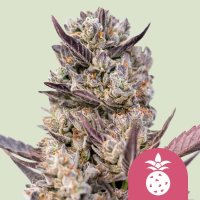 Royal Queen Seeds Tropicana Cookies Purple