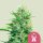 Royal Queen Seeds Pink Runtz