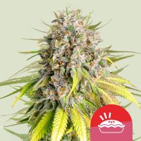 Royal Queen Seeds Tyson 2.0 Punch Pie