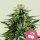 Royal Queen Seeds Cherry Pie