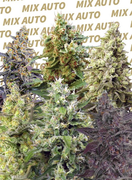 Sweet Seeds Mix autofem 10er