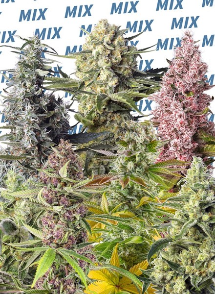 Sweet Seeds Mix female 10er