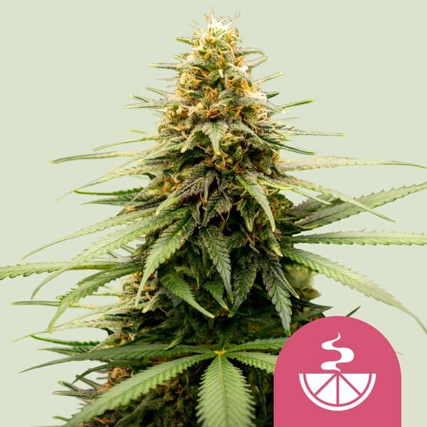 Royal Queen Seeds Lemon Skunk