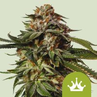 Royal Queen Seeds Special Queen 1 Auto