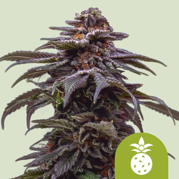 Royal Queen Seeds Tropicana Cookies Purple Auto