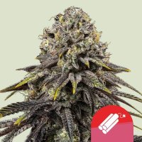 Royal Queen Seeds Tyson 2.0 Dynamite Diesel