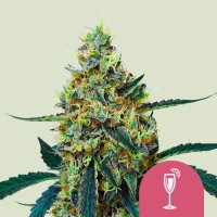 Royal Queen Seeds Mimosa