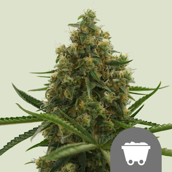 Royal Queen Seeds Shining Silver Haze regular 10er