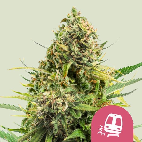 Royal Queen Seeds Trainwreck