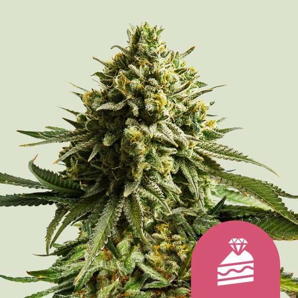 Royal Queen Seeds Wedding Cake