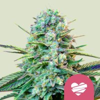 Royal Queen Seeds Wedding Crasher