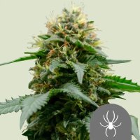 Royal Queen Seeds White Widow regular 10er