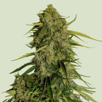 Royal Queen Seeds Atlas F1 Automatic