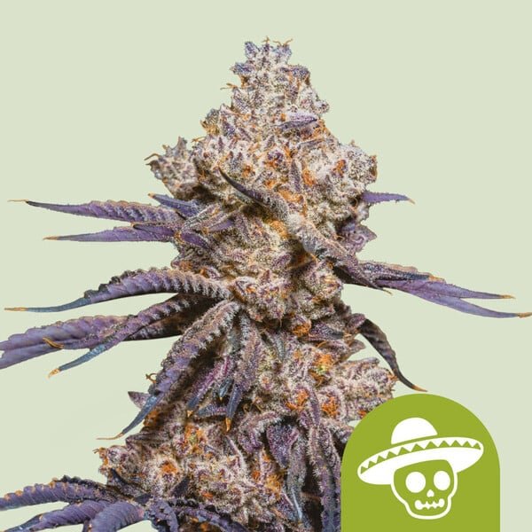 Royal Queen Seeds Mexican Rush Automatic