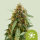 Royal Queen Seeds Sticky Queen Automatic